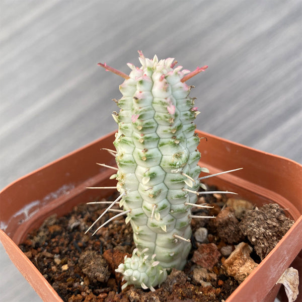 Euphorbia mammillaris 'Variegata', 6-8cm