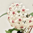 Hoya WG-073, 5 Cuttings