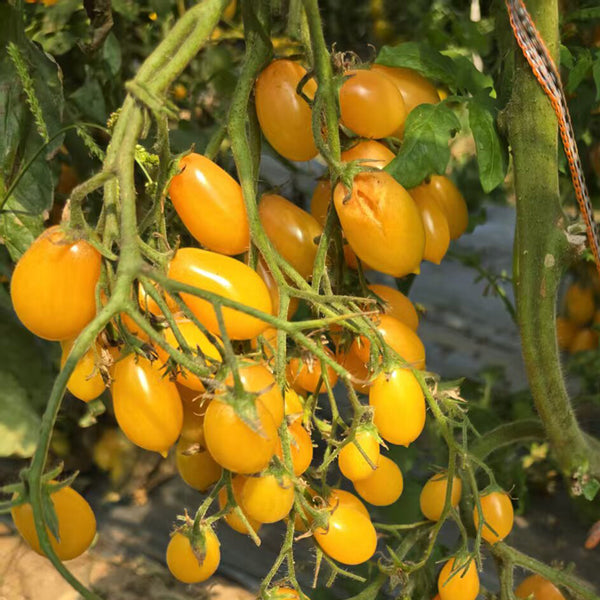 1088 Capybara F4 Pear Cherry Tomato, 5 Seeds