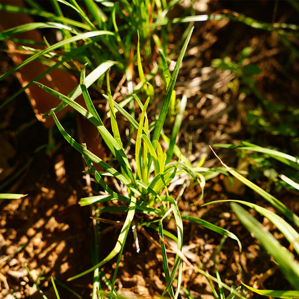 Kentucky Bluegrass Seeds, 50g