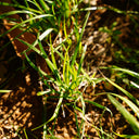 Kentucky Bluegrass Seeds, 50g