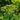 ANE02 Dill, 100 Seeds