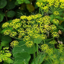 ANE02 Dill, 100 Seeds