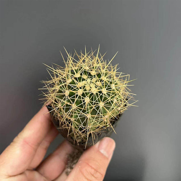 Ferocactus schwarzii, 3-4cm