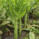 'Bimei' Stem Lettuce Seeds, 10g