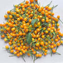 Aji Charapita, 20 Seeds