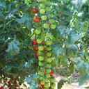 Pearl Falls No. 2 Tomato, 20 Seeds