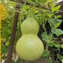 Extra-Large Bottle Gourd, 25 Seeds