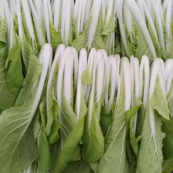 Jiemei Pak Choi Seeds, 25g
