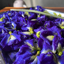 Butterfly pea Seeds, 50 Seeds