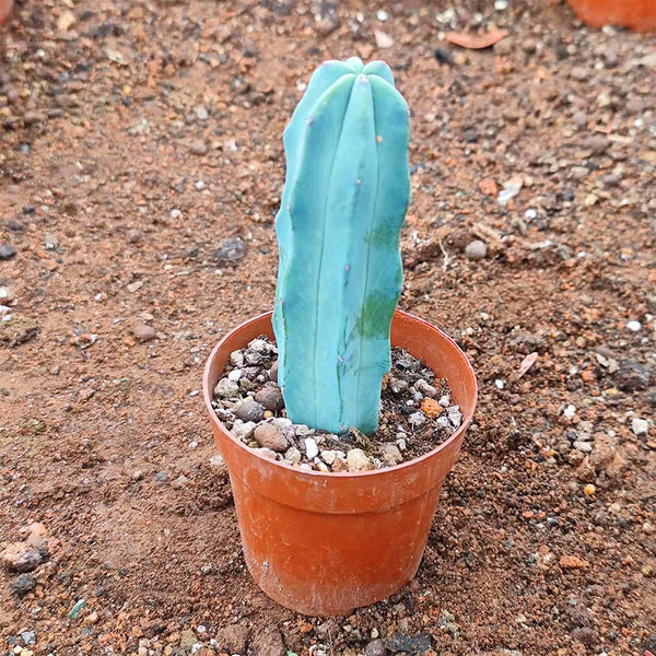 Myrtillocactus geometrizans, 7-10cm