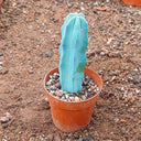 Myrtillocactus geometrizans, 7-10cm