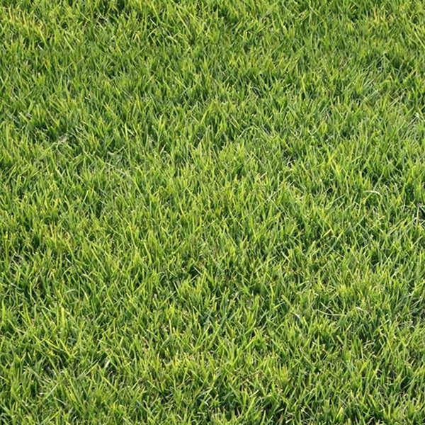 Purple Sheep Fescue Seeds, 50 Grams ≈ 60000 Seeds