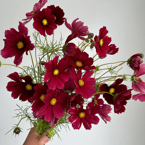 Evening Gown Red Cosmos Seeds, 2g
