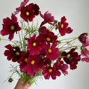 Evening Gown Red Cosmos Seeds, 2g