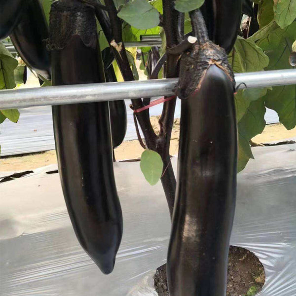 Spring-Autumn Long Eggplant Seeds, 0.5g