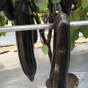 Spring-Autumn Long Eggplant Seeds, 0.5g