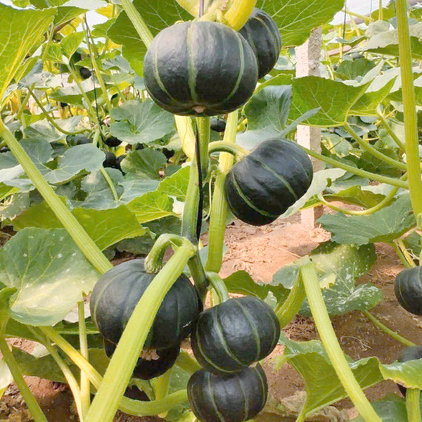 Moxiang BeiBei Pumpkin Seeds, 20 Seeds