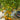 759 Tennessee Surprise Yellow Cream Oval Tomato, 5 Seeds