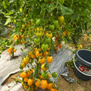 759 Tennessee Surprise Yellow Cream Oval Tomato, 5 Seeds