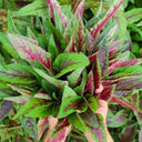Zixia Red Willow-Leaf Amaranth Seeds, 10g