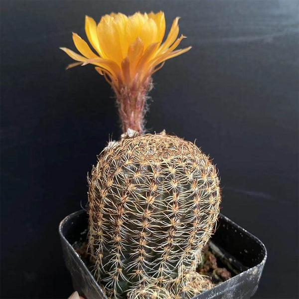 Lobivia arachnacantha,3-4cm