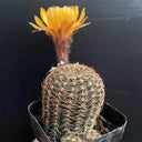 Lobivia arachnacantha,3-4cm