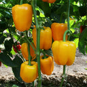 Yellow Lantern Sweet Pepper Seeds, 100 Seeds