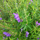 Baical Skullcap, 100 Seeds