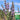 Pennyroyal Mint, 1000 Seeds