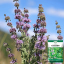 Pennyroyal Mint, 1000 Seeds