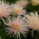 Aster 'Valkyrie Brunhilde Chamois', 10 Seeds