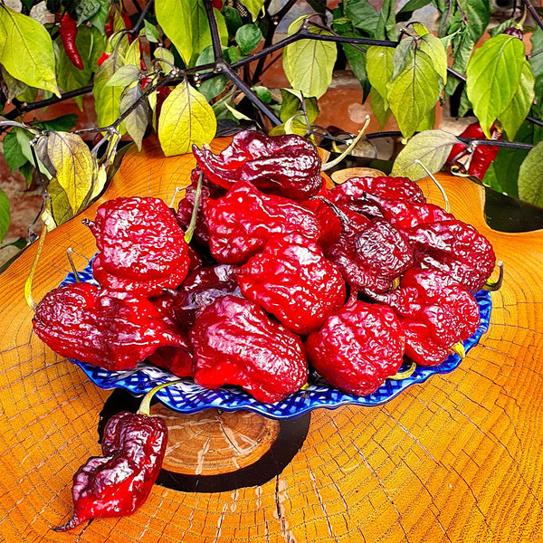 Purple Gator Jigsaw Ghost Pepper, 3 Seeds
