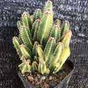 Variegated 'Fairy Castle' Live Cactus, 5-6cm