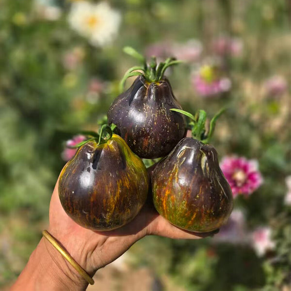 Oklahoma Sunset Tomato, 5 Seeds