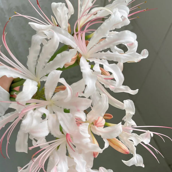 'Pink Dream' Lycoris, 1 Bulb
