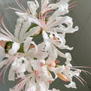 'Pink Dream' Lycoris, 1 Bulb