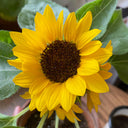 Bonsai Sunflowers Seeds, 3g