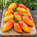 458 Marina's Praise Tomato, 5 Seeds
