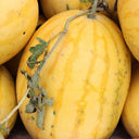 'Jinshuai 02 Golden Robe' Watermelon Seeds, 200 Seeds
