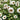 Double White Cape Daisy, 100 Seeds