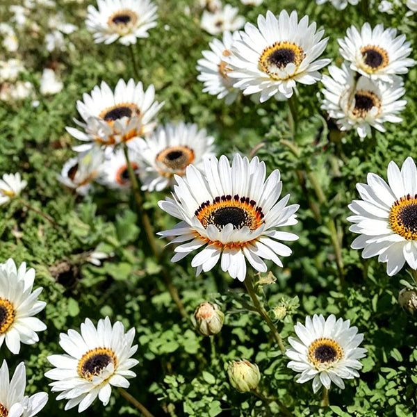 Double White Cape Daisy, 100 Seeds