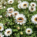 Double White Cape Daisy, 100 Seeds