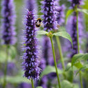 Korean mint (Agastache rugosa) Seeds, 300 Seeds