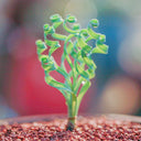 TD005 Albuca concordiana 'Guifei', 1 Dormant Bulb