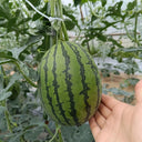 Color Fairy 14 Gift Watermelon, 200 Seeds