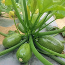 Bush Zucchini, 10 Seeds