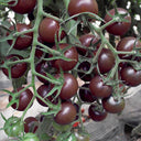 'Midnight Pearl' Cherry Tomato Seeds, 20 Seeds