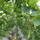Jiemei Yaxiu No. 2 Luffa, 20 Seeds