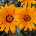Mixed Colors Namaqualand Daisy Seeds, 1g